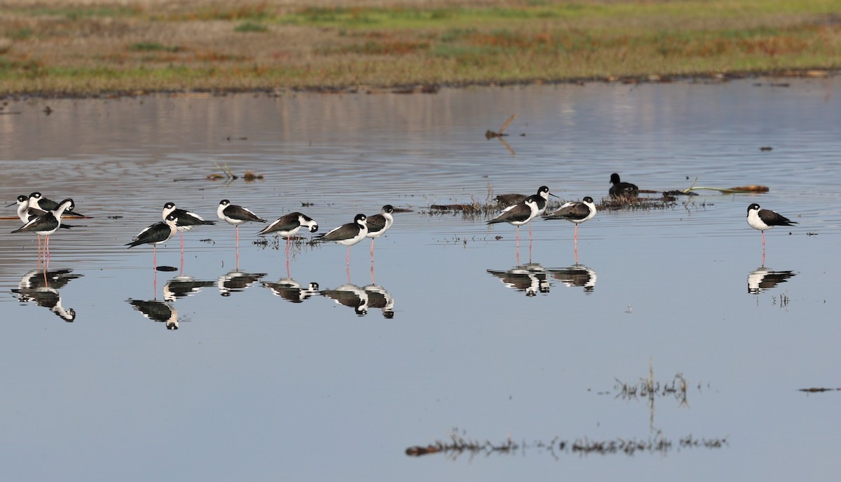 Black-necked Stilt - ML646216041