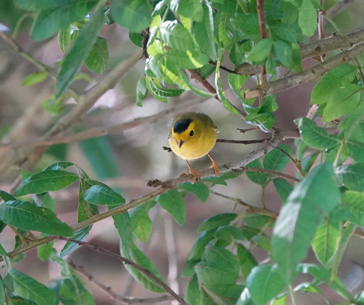 Takkeli Ötleğen - ML646216048