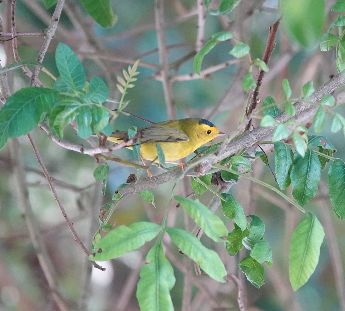 Takkeli Ötleğen - ML646216049