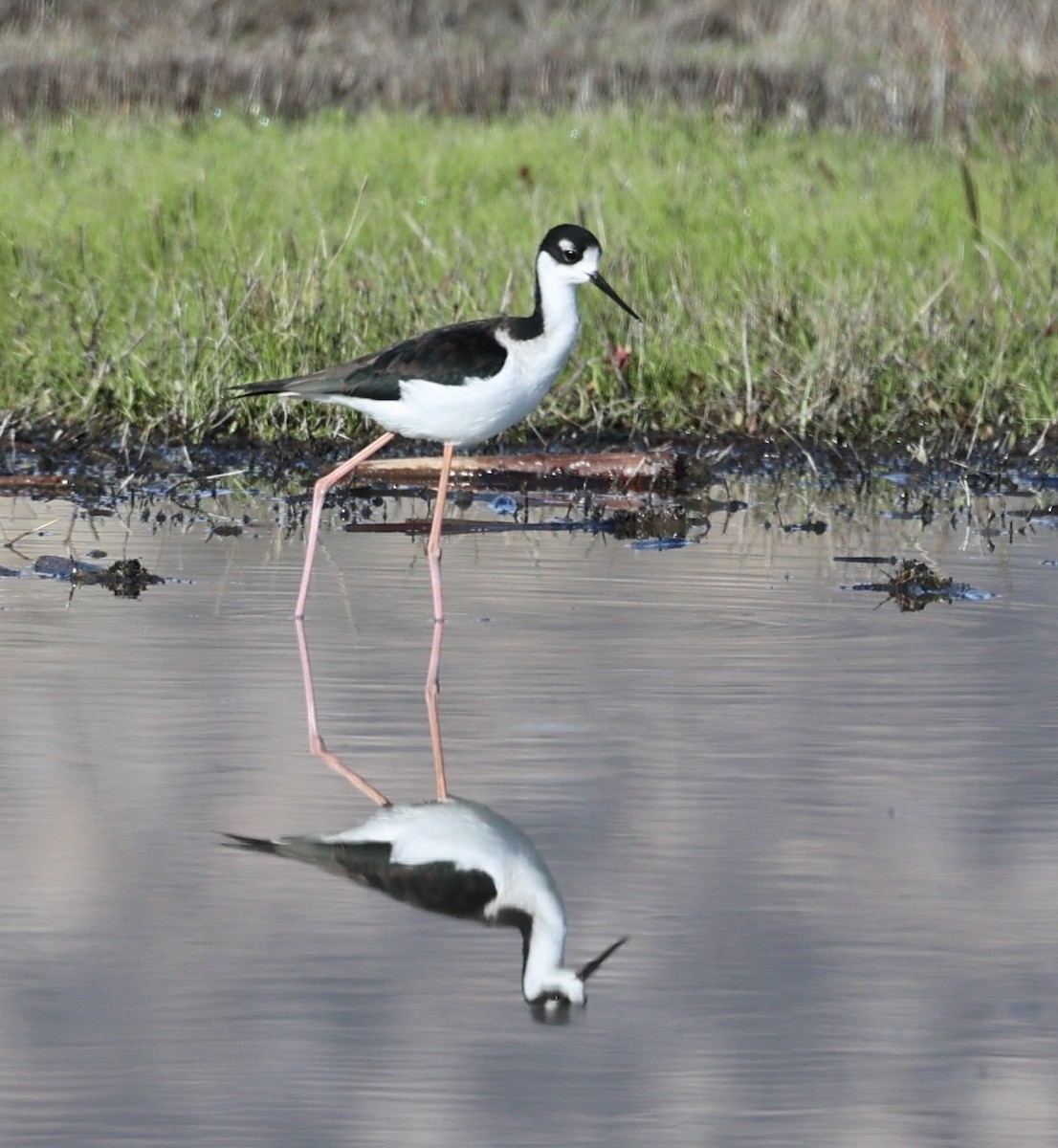 Black-necked Stilt - ML646216051