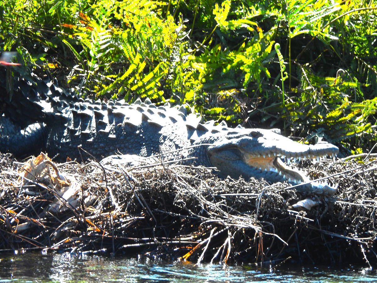 American Crocodile - ML646216052