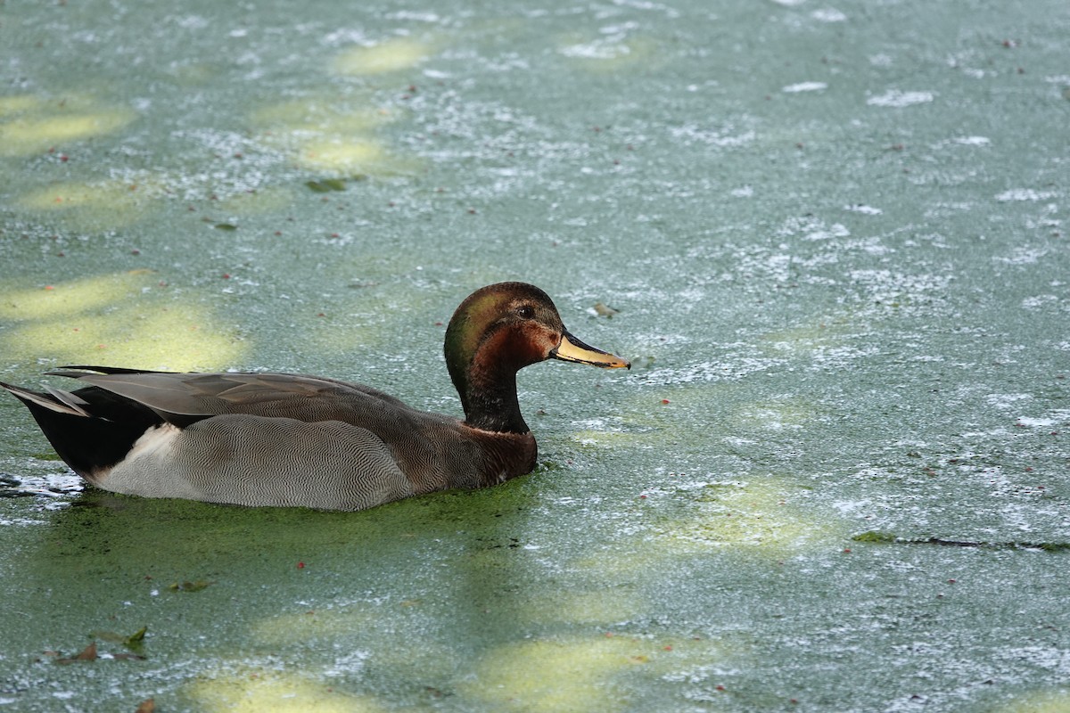 Gadwall x Mallard (hybrid) - ML646216054