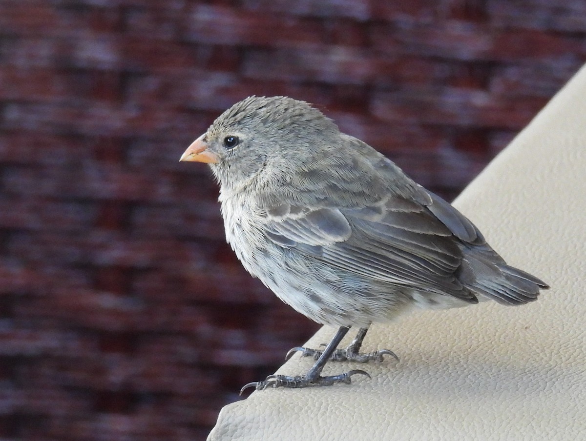 Small Ground-Finch - ML646216056