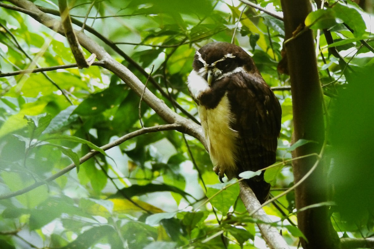 Spectacled Owl - ML646216057