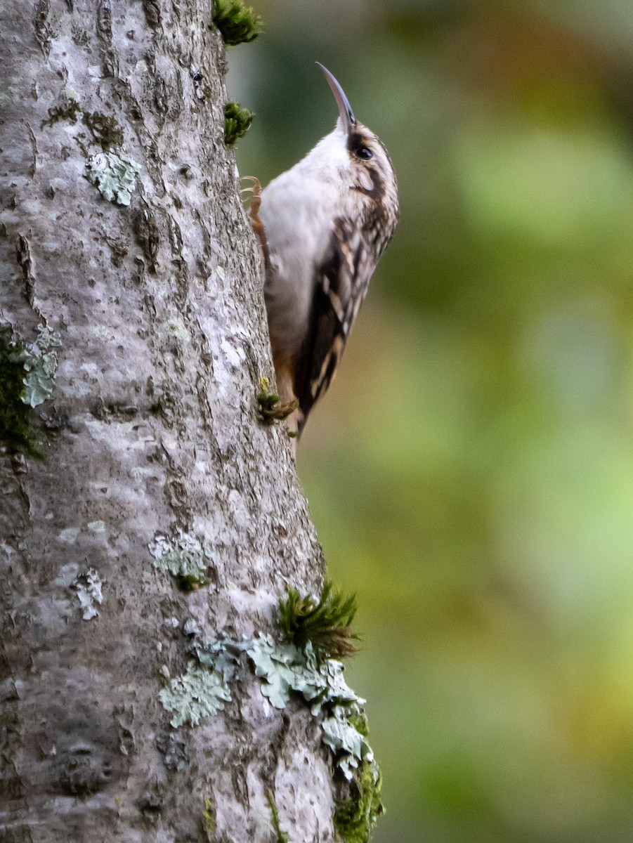 Brown Creeper - ML646216060