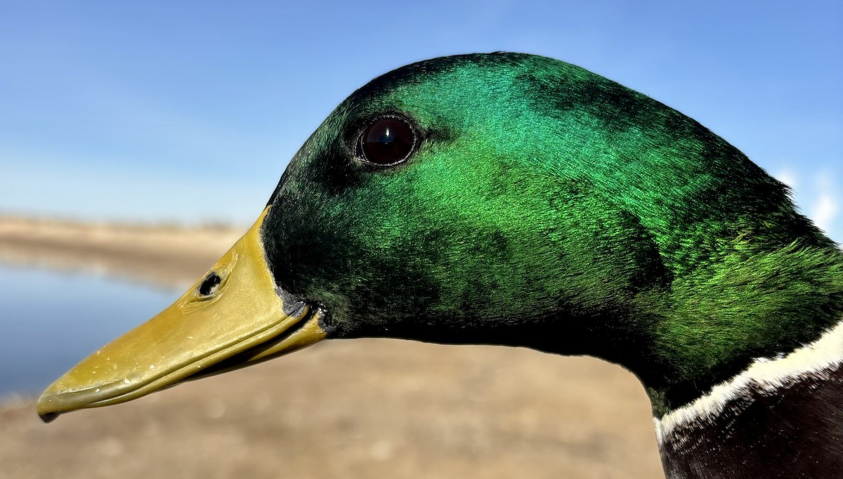 Mallard - ML646216061