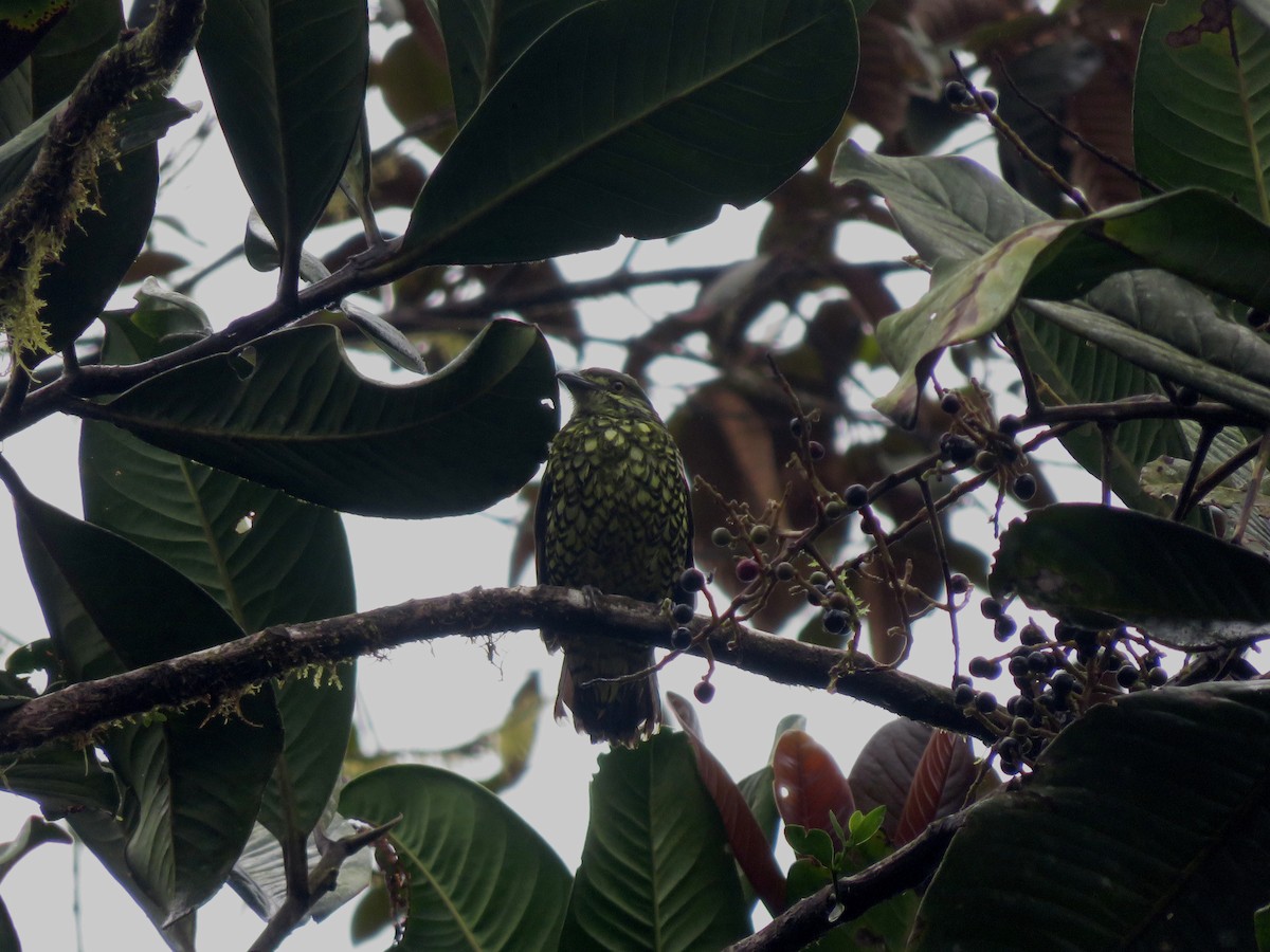 Scaled Fruiteater - ML646216064