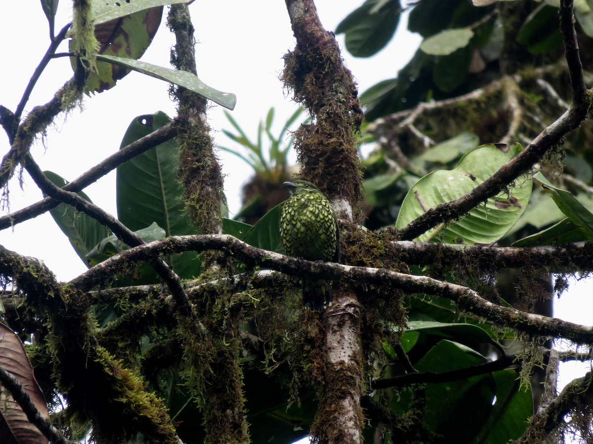 Scaled Fruiteater - ML646216065