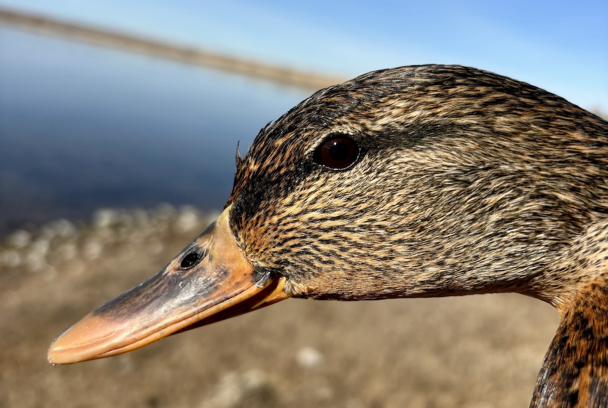 Mallard - ML646216066