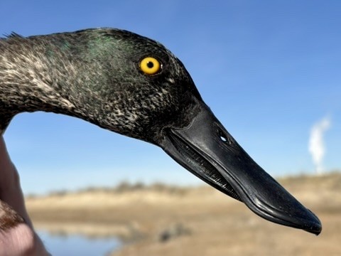 Northern Shoveler - ML646216068