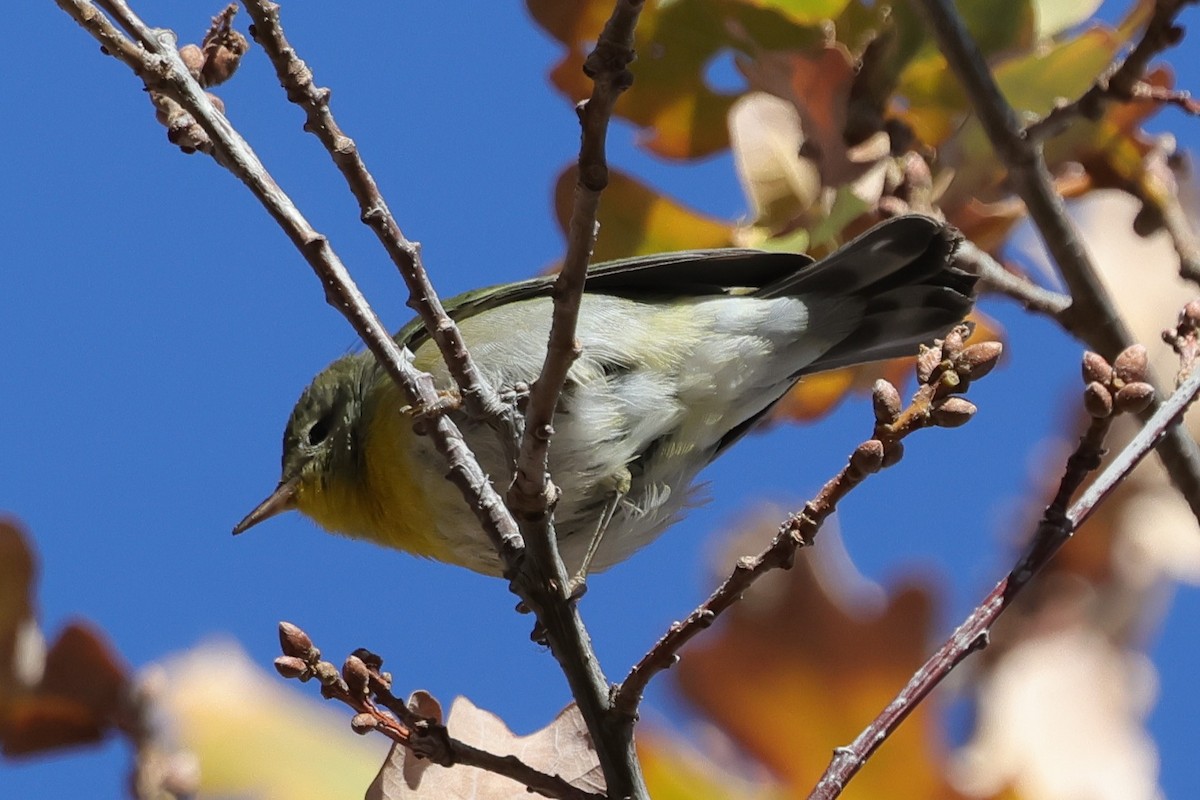 Очковая древесница - ML646216070