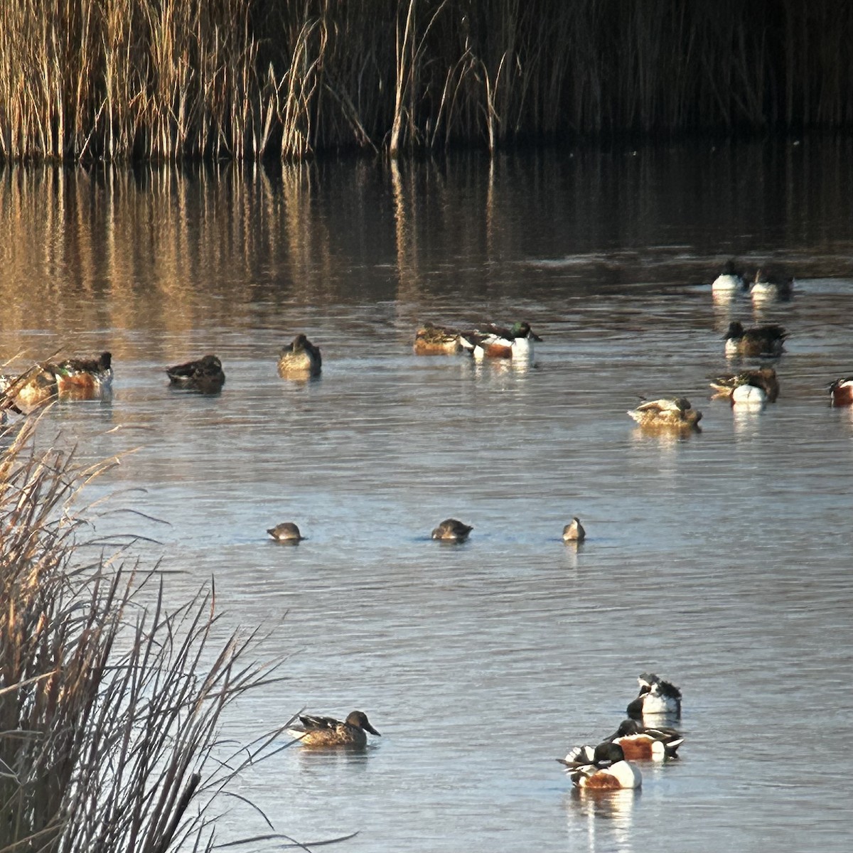 slukovec dlouhozobý - ML646216071