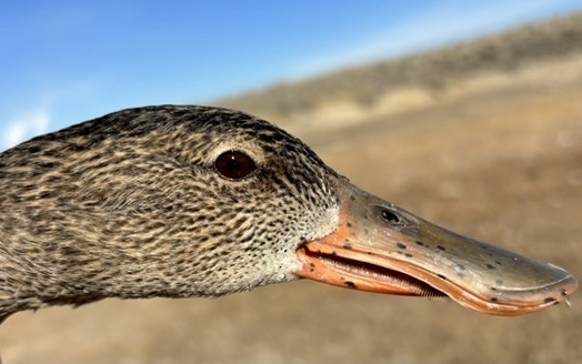 Northern Shoveler - ML646216072