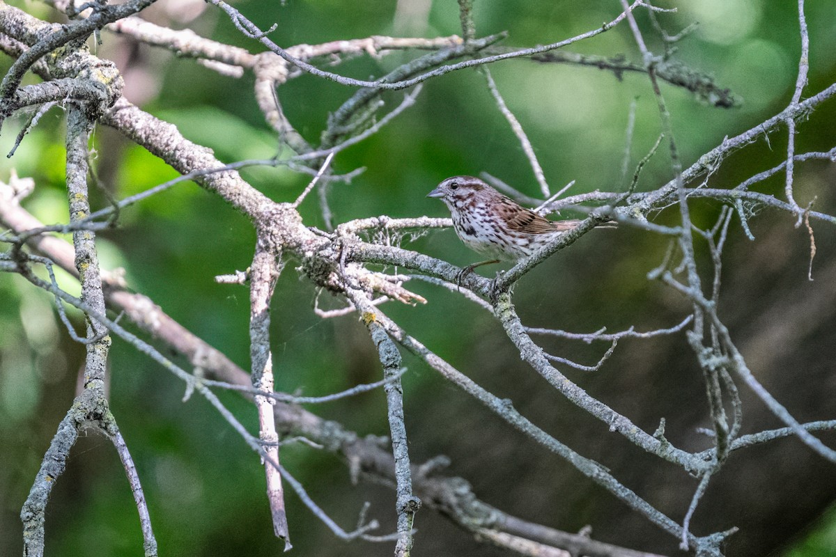 Song Sparrow - ML646216073