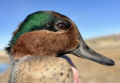 Green-winged Teal - ML646216074