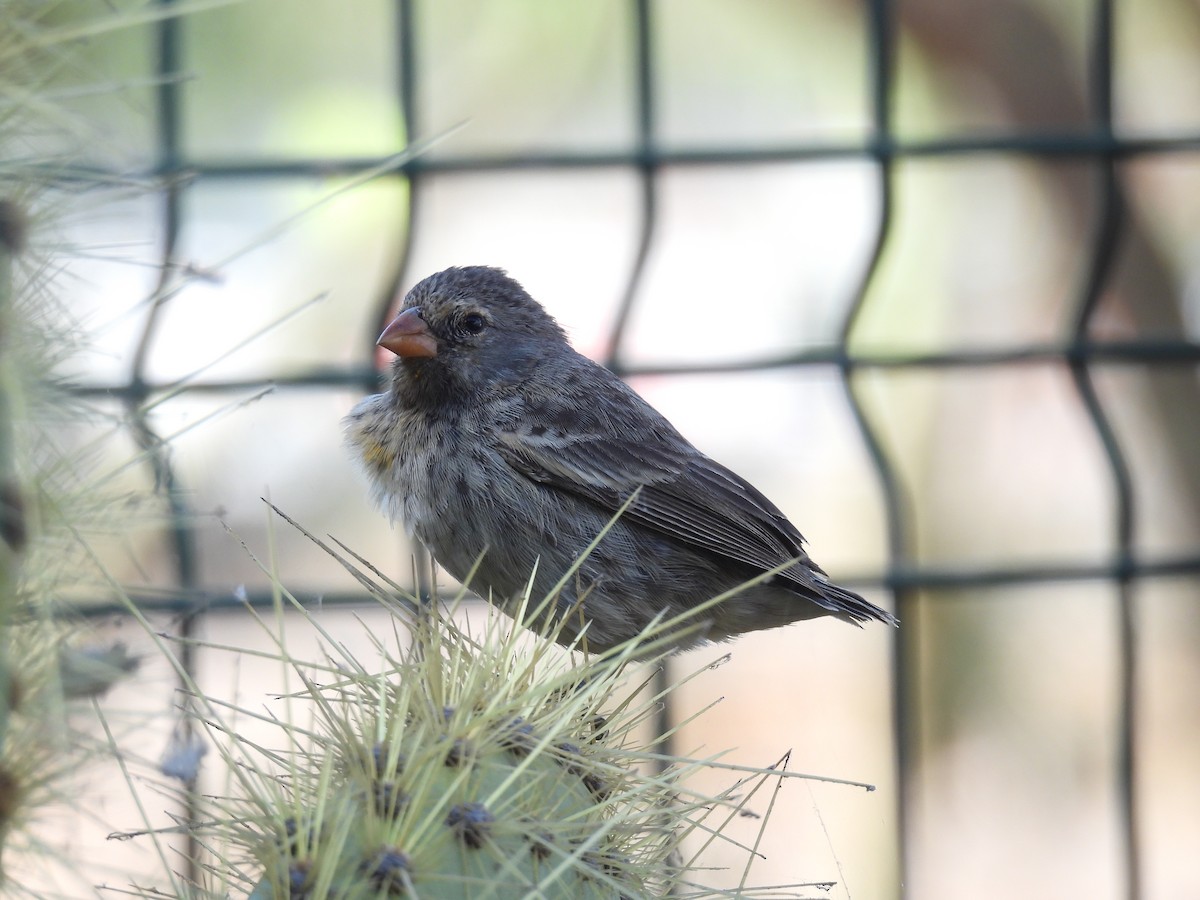 Medium Ground-Finch - ML646216076