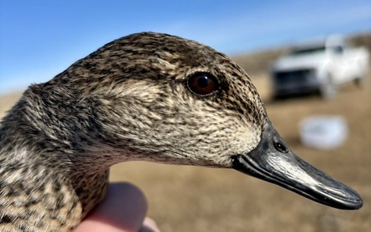 Green-winged Teal - ML646216078