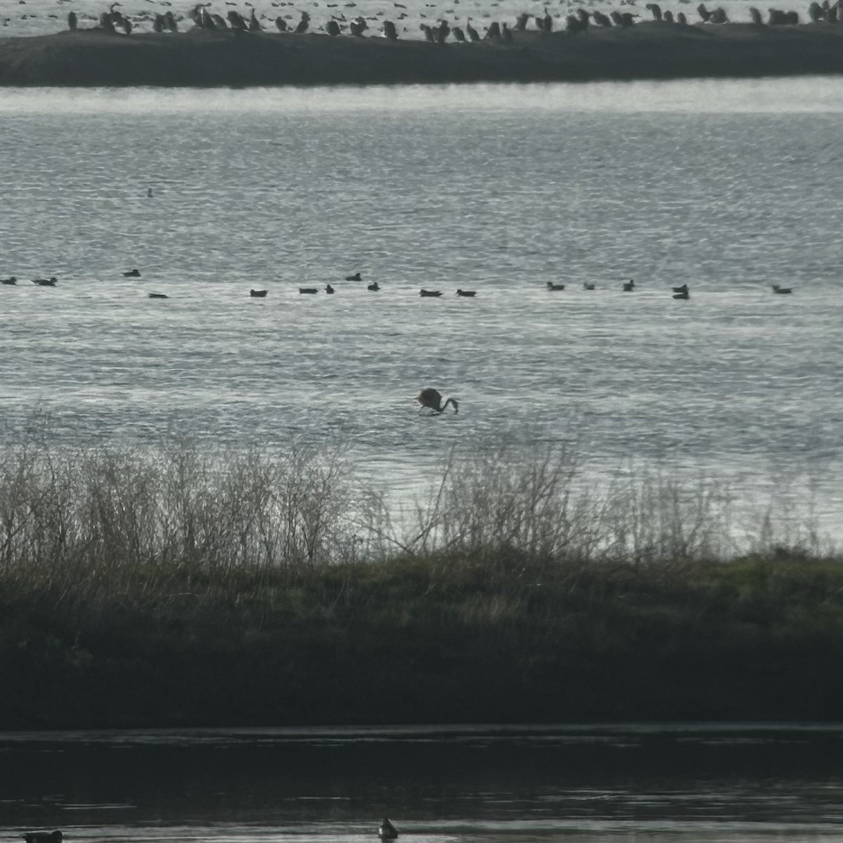 plameňák chilský - ML646216080