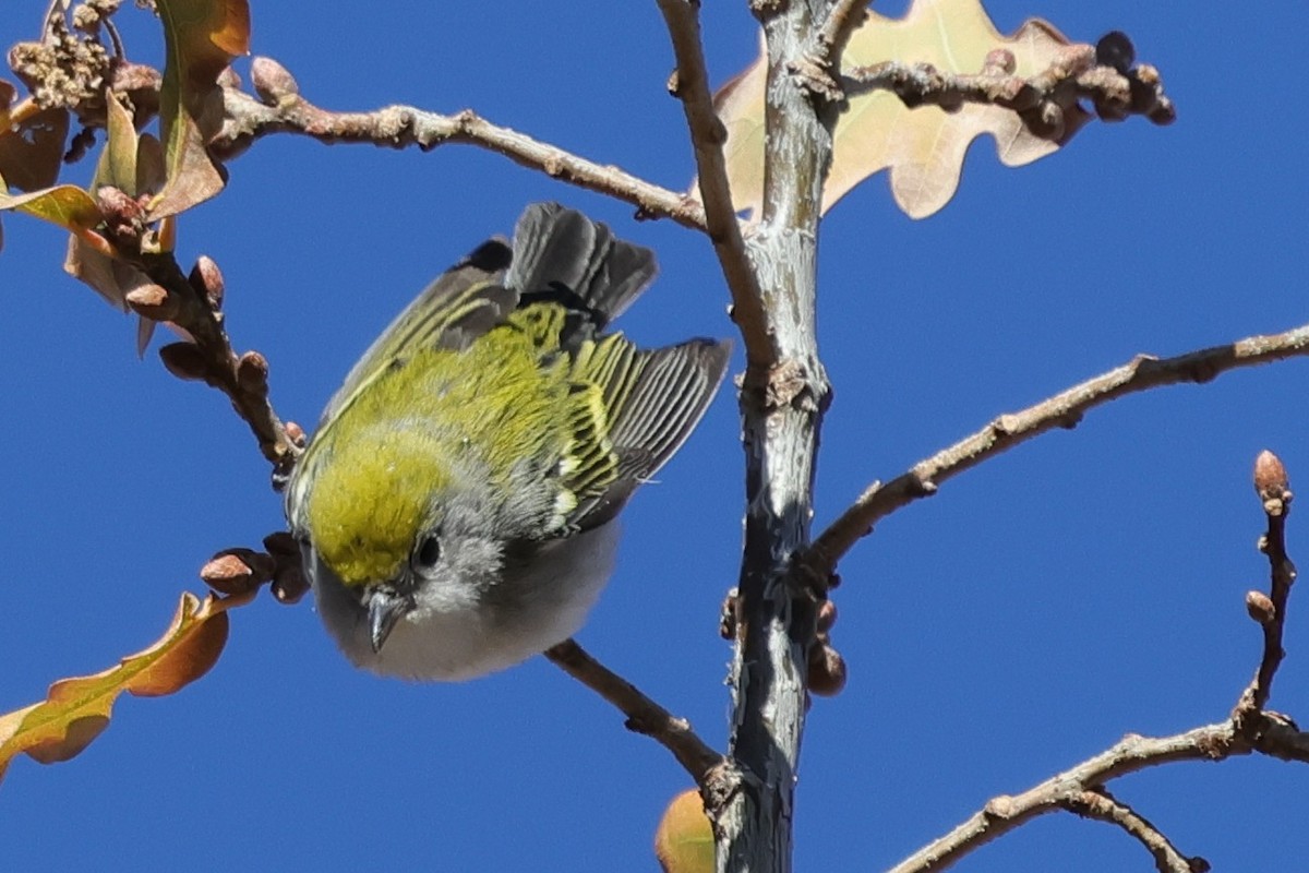 lesňáček rezavoboký - ML646216082