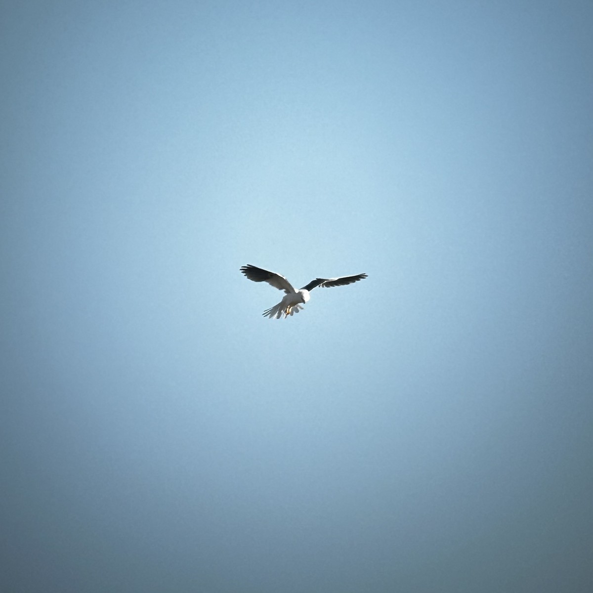 luněc americký - ML646216085