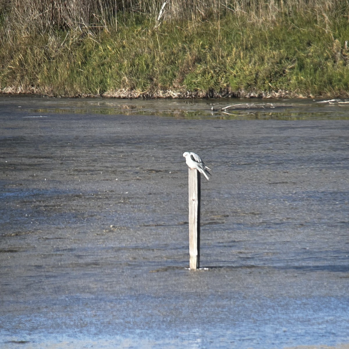 luněc americký - ML646216086