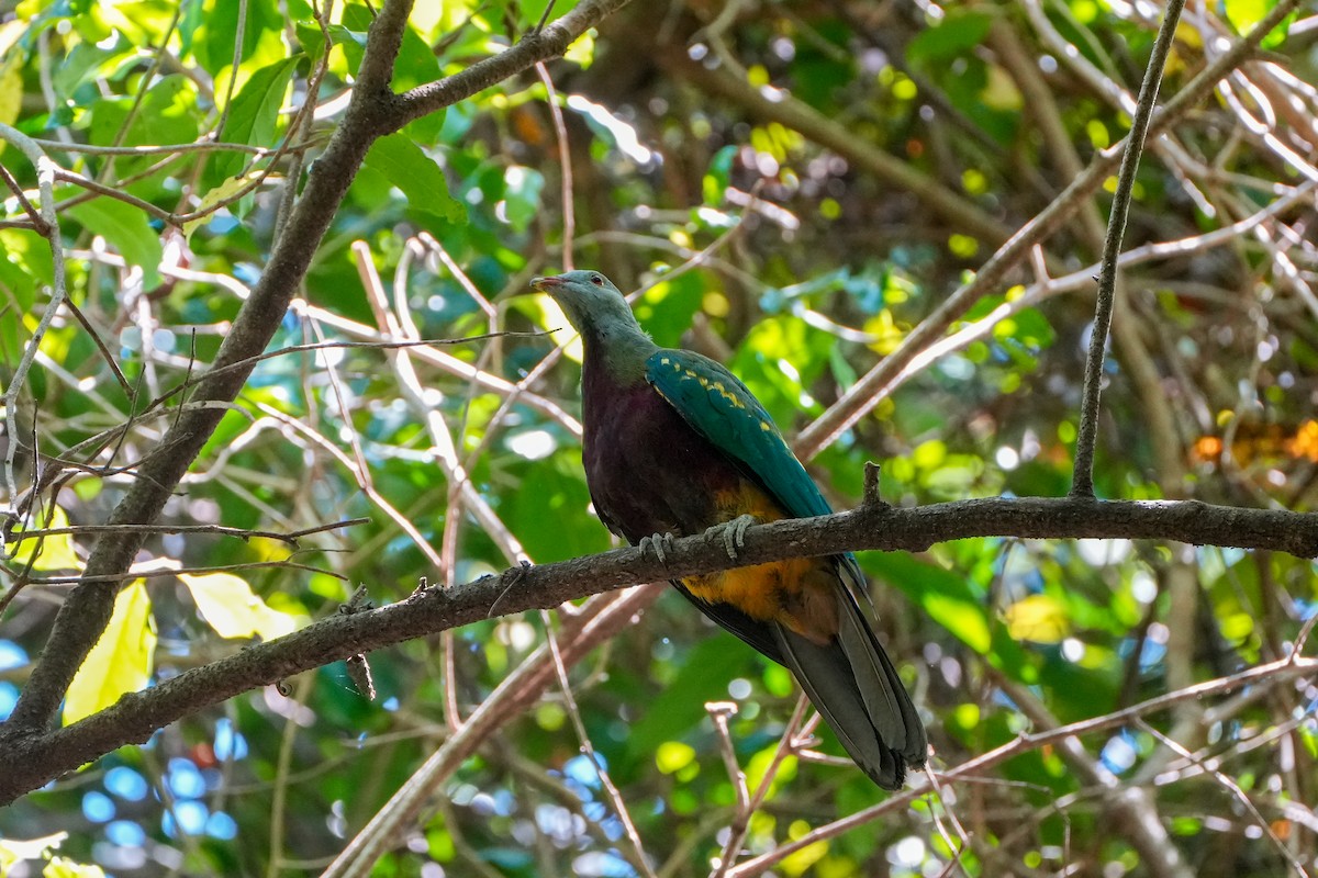 Wompoo Fruit-Dove - ML646216087