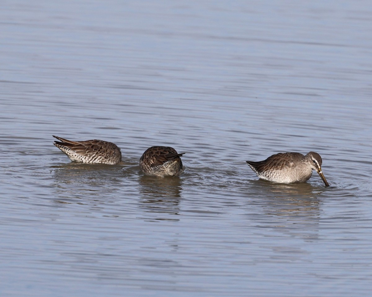 Long-billed Dowitcher - ML646216088