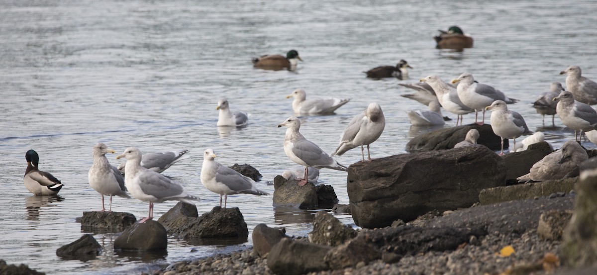 Larinae sp. - ML646216089