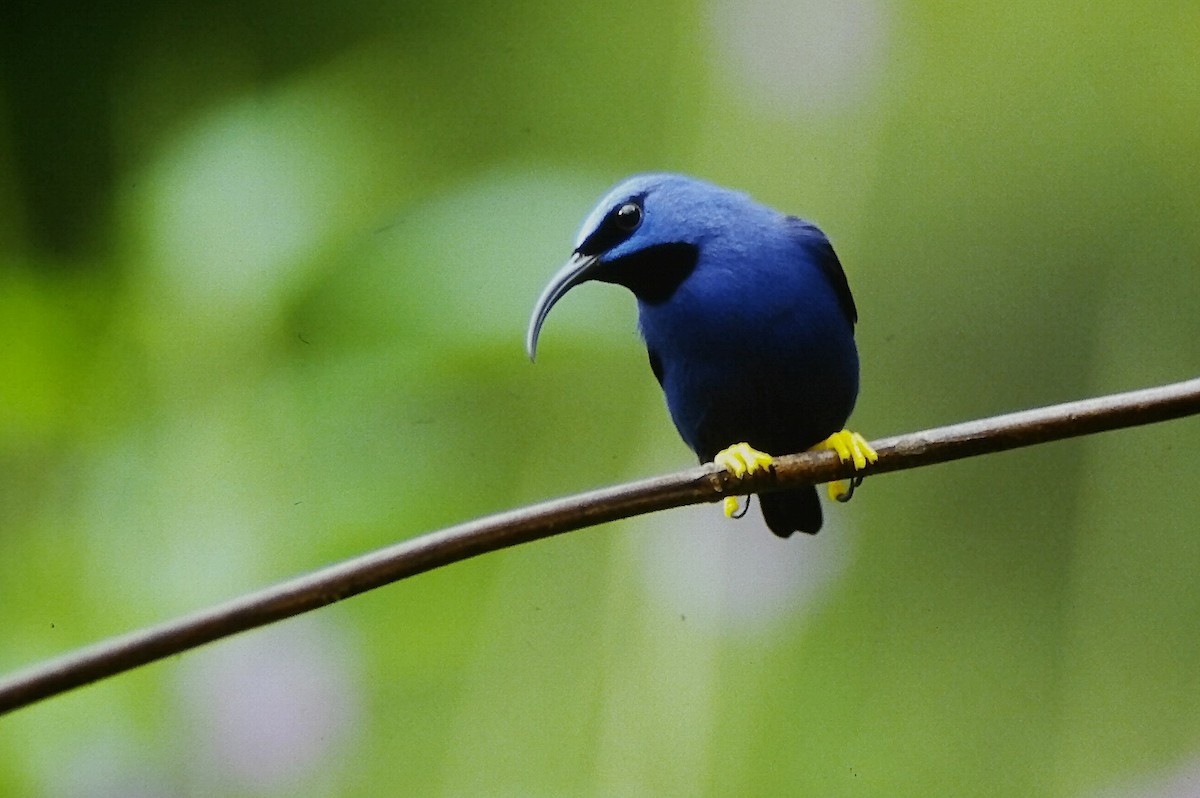 Purple Honeycreeper - ML646216090