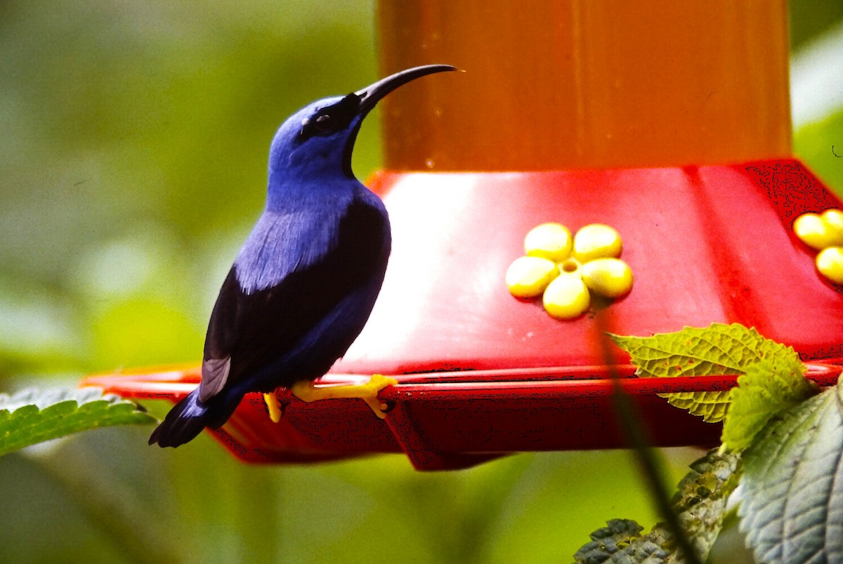 Purple Honeycreeper - ML646216091