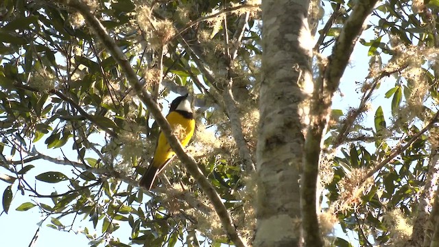Golden Whistler (Eastern) - ML646216094