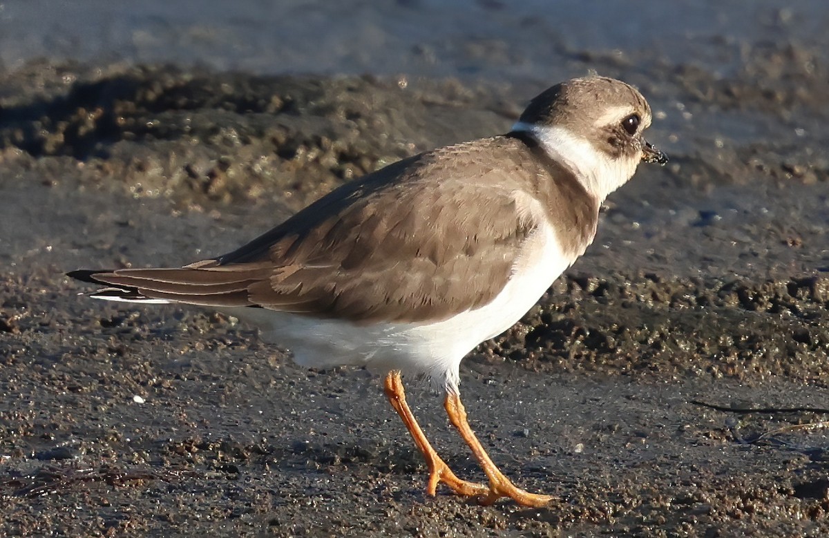 Common Ringed Plover - ML646216095