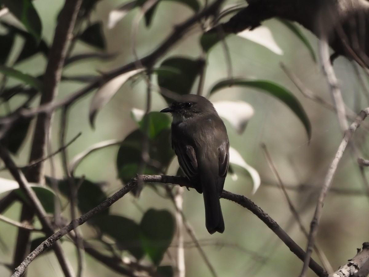 Eastern Phoebe - ML646216096