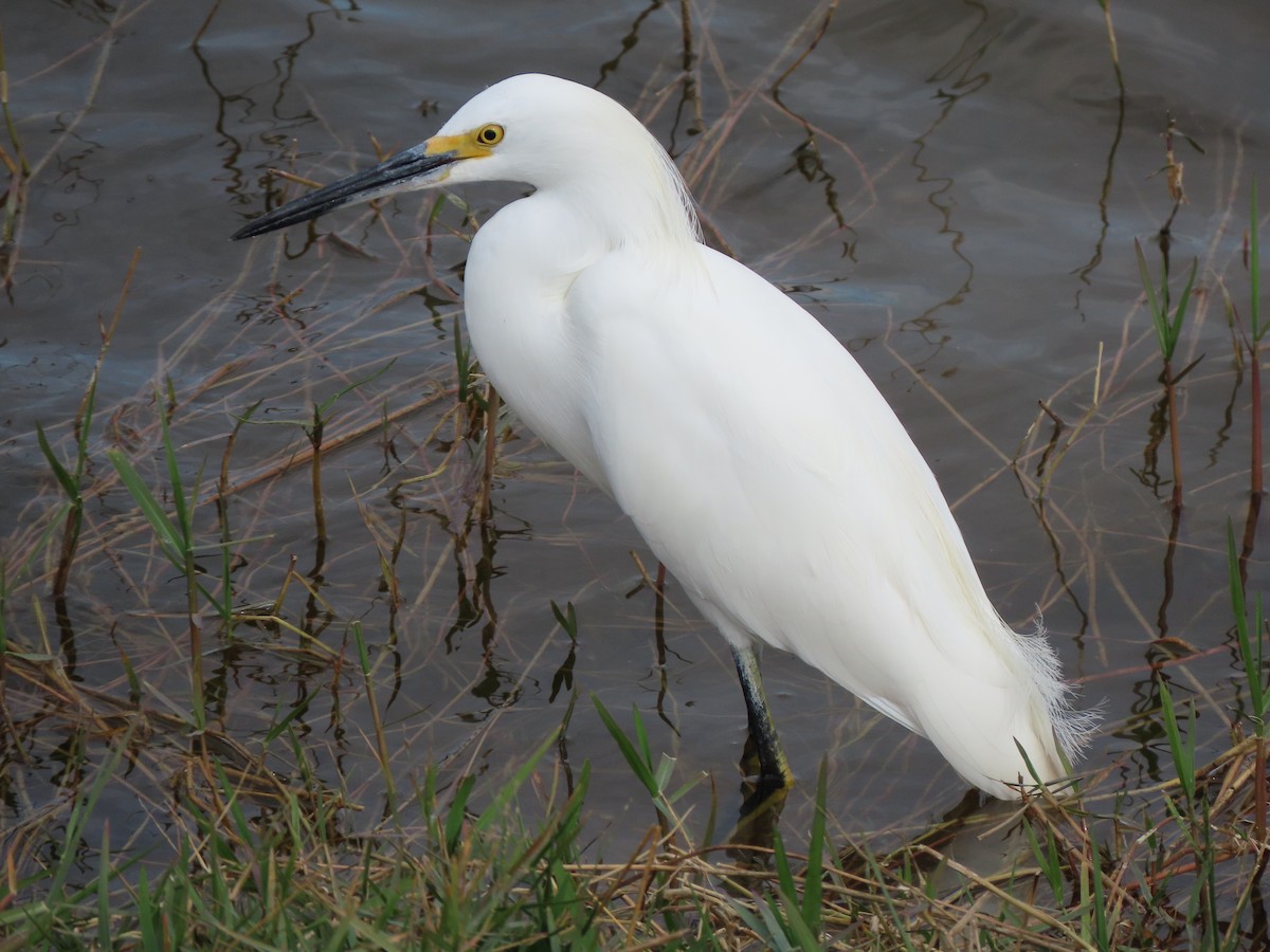 volavka bělostná - ML646216100