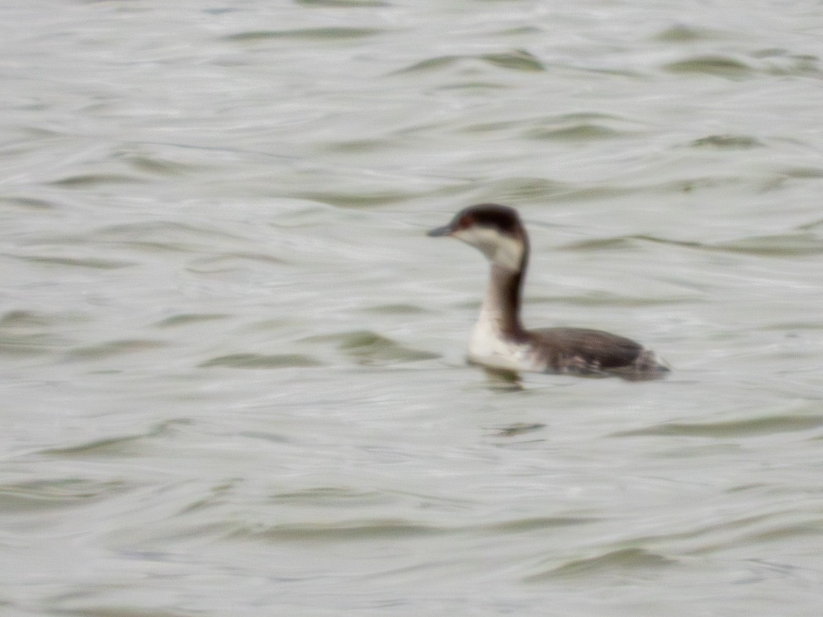 Красношейная поганка - ML646216102