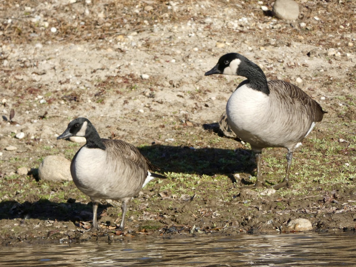 berneška velká - ML646216103