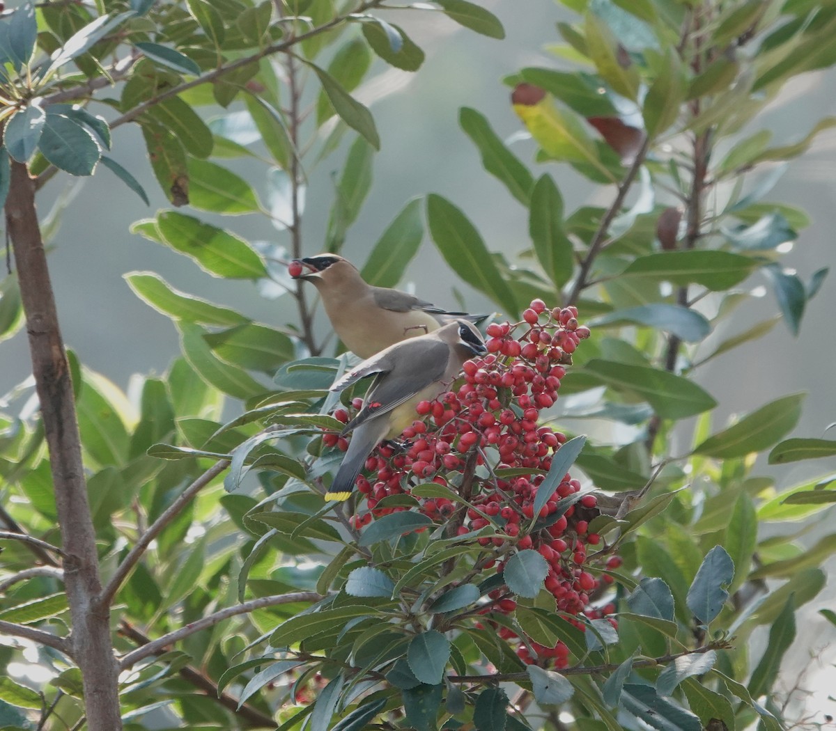 Cedar Waxwing - ML646216104