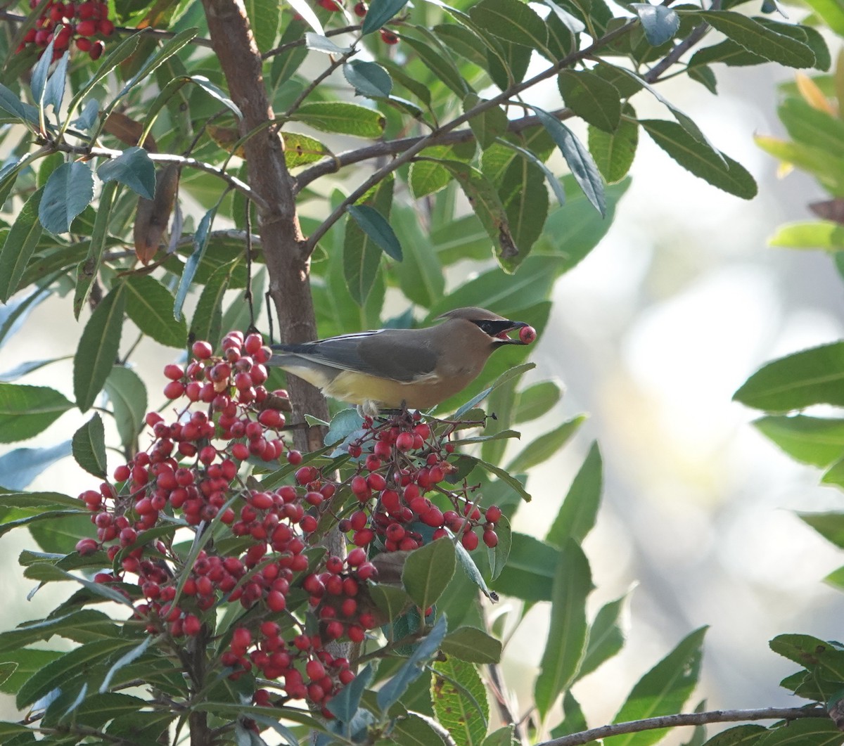Cedar Waxwing - ML646216105