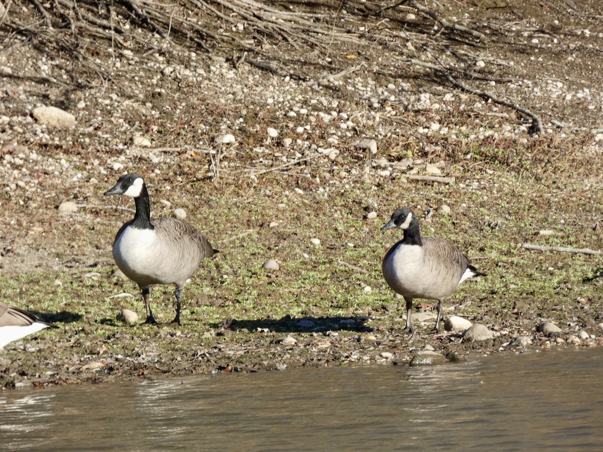 berneška velká - ML646216106