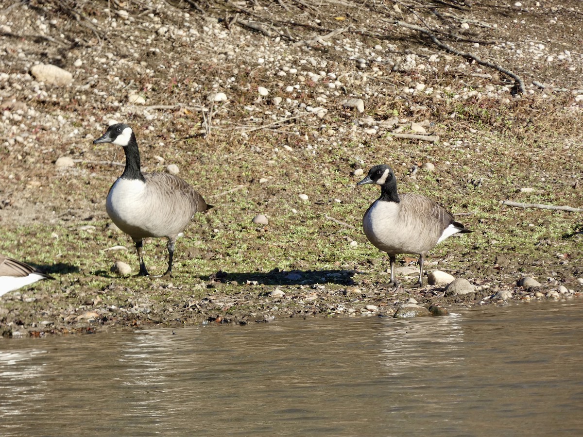 berneška velká - ML646216107