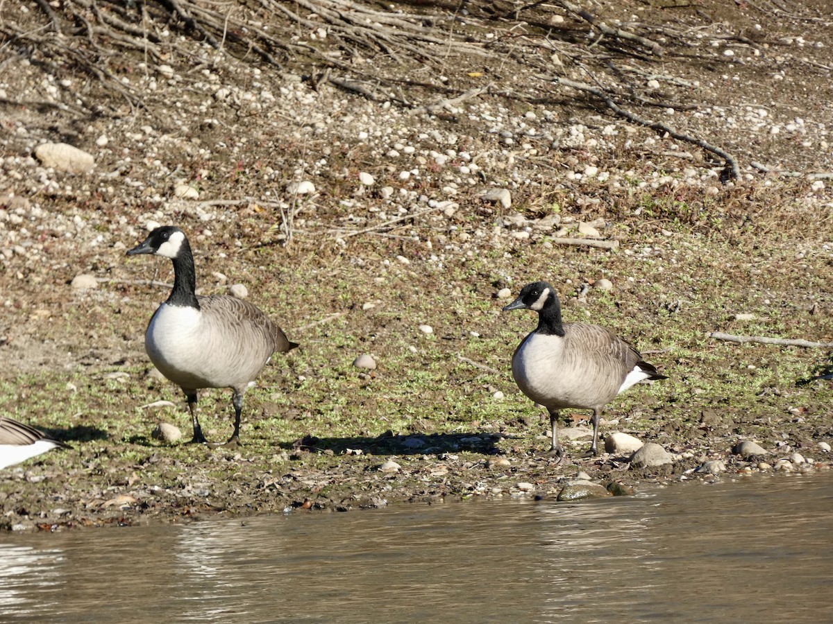 berneška velká - ML646216108