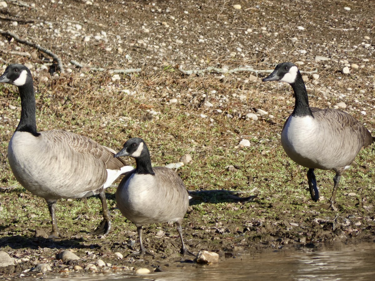 berneška velká - ML646216110