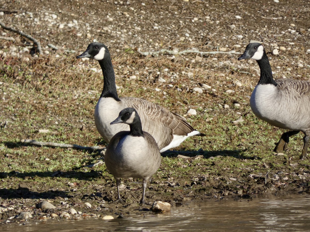 berneška velká - ML646216112