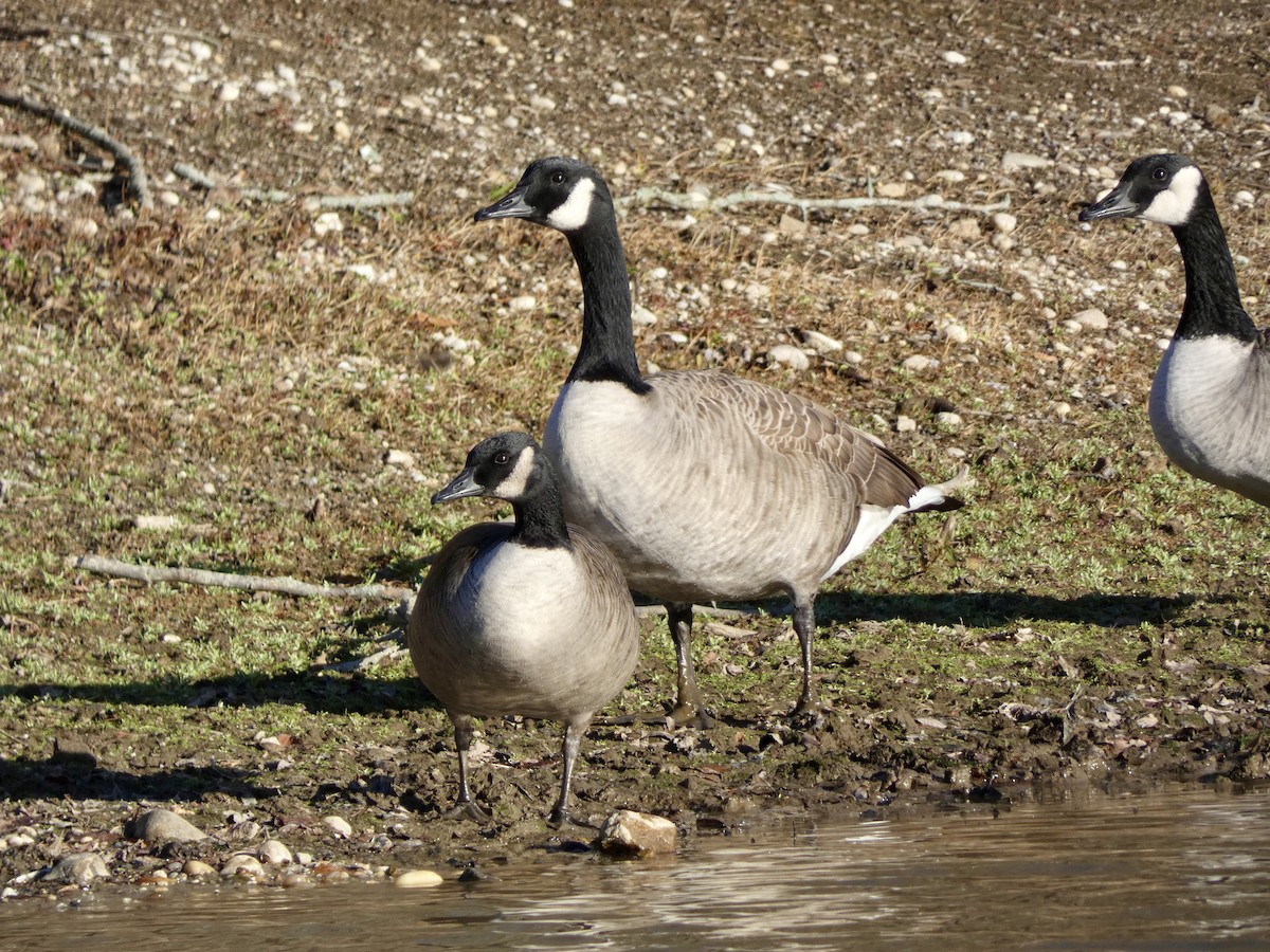 berneška velká - ML646216113
