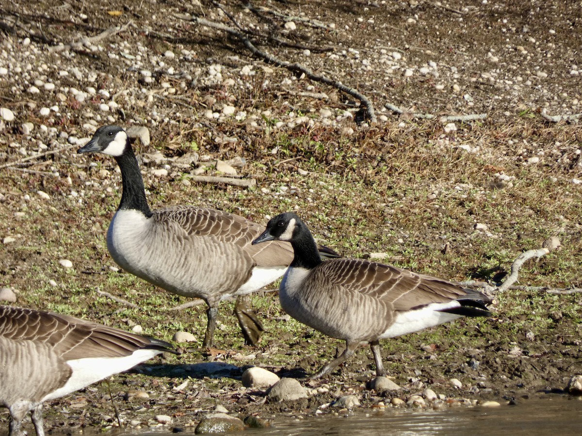 berneška velká - ML646216114