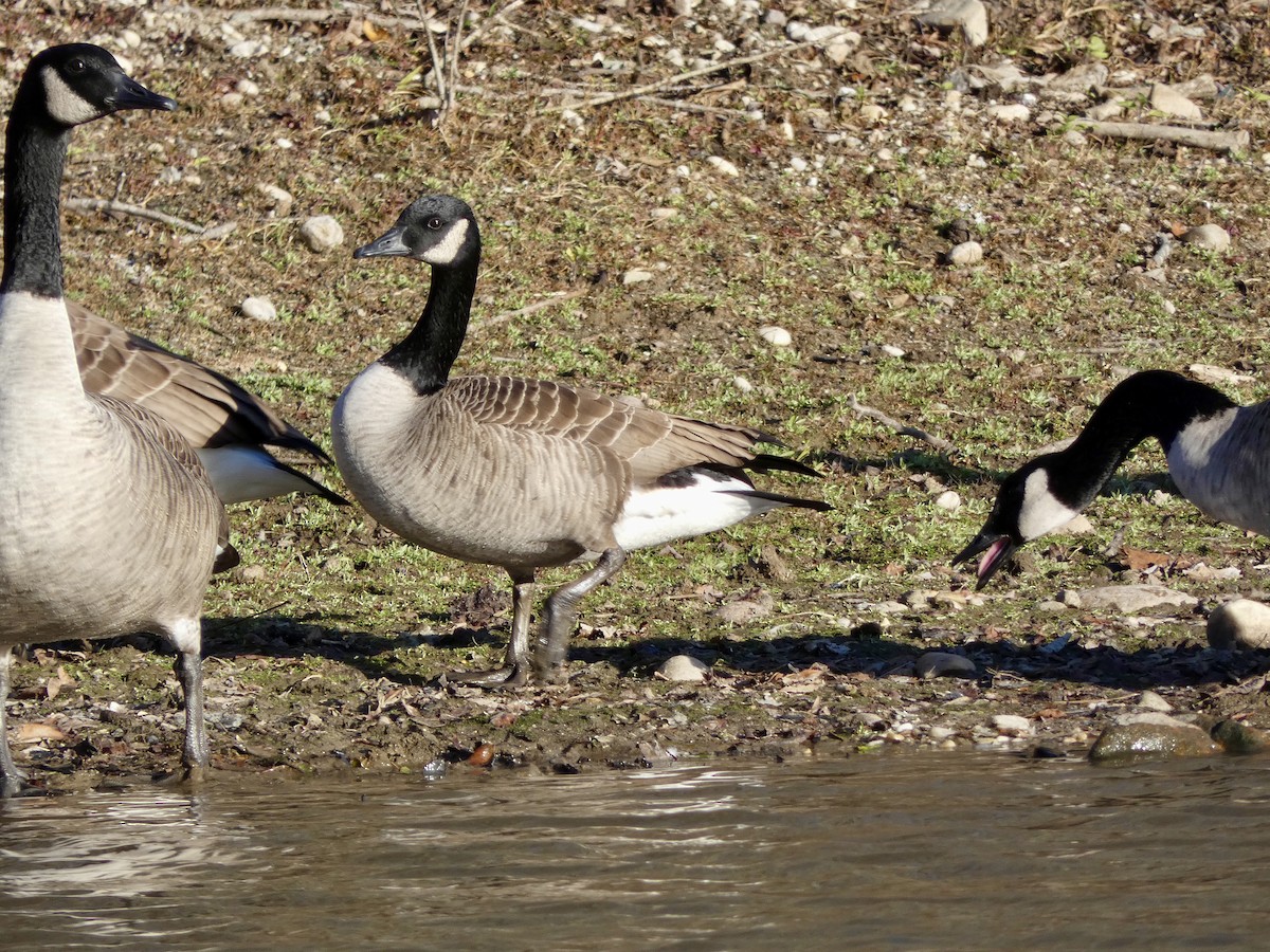 Kanadagans - ML646216115