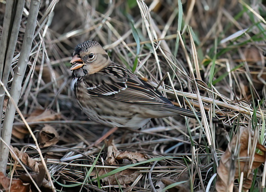 Bruant à face noire - ML646216116