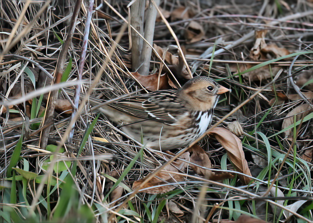 Bruant à face noire - ML646216117