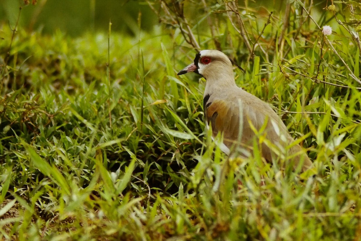 Southern Lapwing - ML646216118
