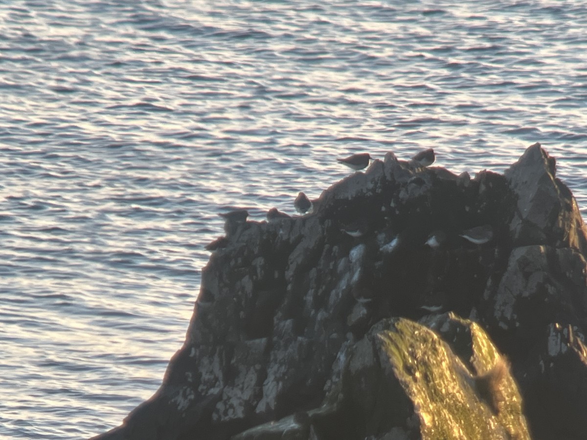 Black Turnstone - ML646216121